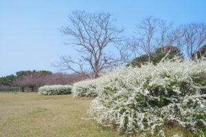 海の中道海浜公園の季節の花の写真