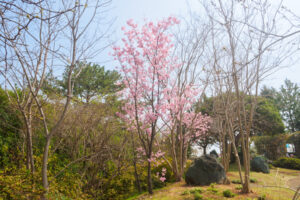 海の中道海浜公園の桜の写真