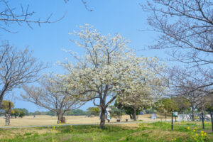 海の中道海浜公園の桜の写真