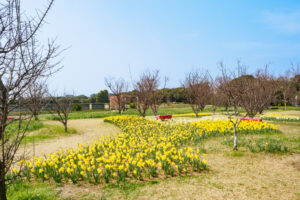 海の中道海浜公園の季節の花の写真