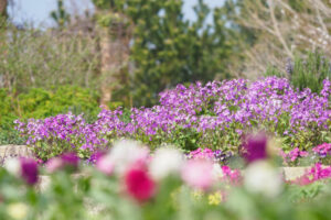 海の中道海浜公園の季節の花の写真