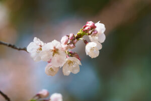 海の中道海浜公園の桜の写真