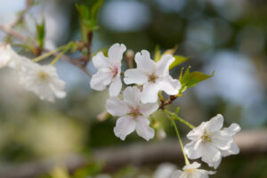 海の中道海浜公園の桜の写真