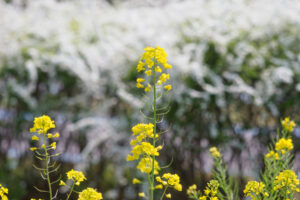 海の中道海浜公園の菜の花の写真