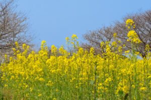 海の中道海浜公園の菜の花の写真