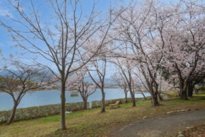 駕与丁公園の桜の写真
