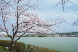 駕与丁公園の桜の写真