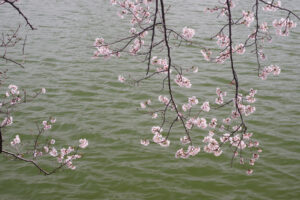 駕与丁公園の桜の写真