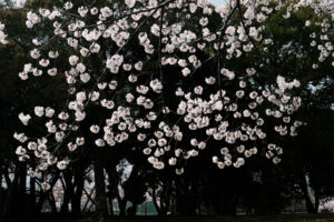 駕与丁公園の桜の写真