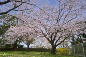 駕与丁公園の桜の写真