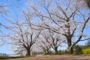 駕与丁公園の桜の写真
