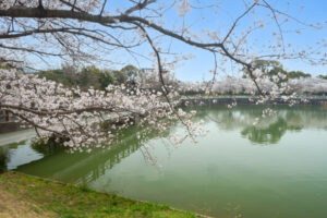 駕与丁公園の桜の写真