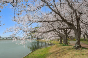 駕与丁公園の桜の写真