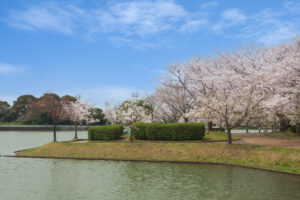 駕与丁公園の桜の写真