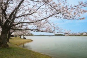 駕与丁公園の桜の写真