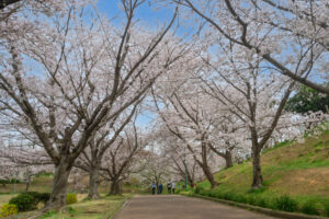 駕与丁公園の桜の写真