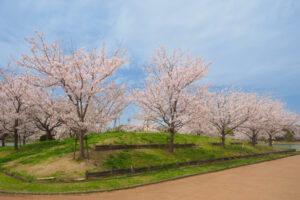 駕与丁公園の桜の写真
