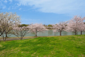 駕与丁公園の桜の写真