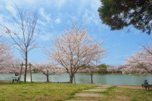 駕与丁公園の桜の写真