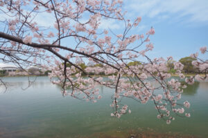 駕与丁公園の桜の写真