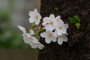 駕与丁公園の桜の写真