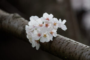 駕与丁公園の桜の写真