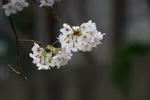 駕与丁公園の桜の写真