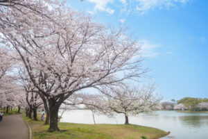 駕与丁公園の桜の写真