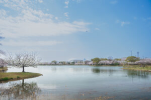 駕与丁公園の桜の写真