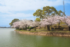 駕与丁公園の桜の写真