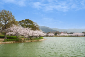 駕与丁公園の桜の写真