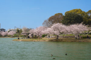 駕与丁公園の桜の写真