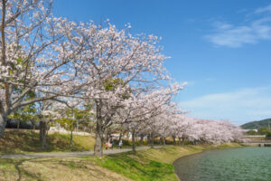 駕与丁公園の桜の写真