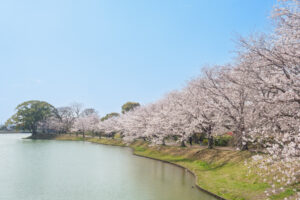 駕与丁公園の桜の写真