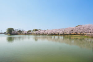 駕与丁公園の桜の写真