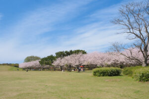海の中道海浜公園の桜の写真