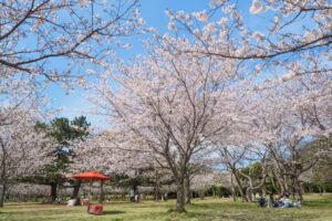 海の中道海浜公園の桜の写真