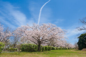 海の中道海浜公園の桜の写真