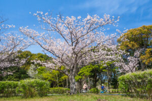 海の中道海浜公園の桜の写真