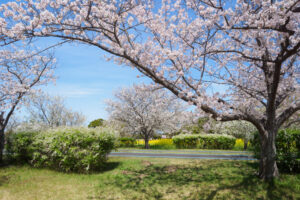 海の中道海浜公園の桜の写真