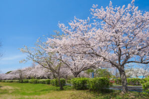 海の中道海浜公園の桜の写真