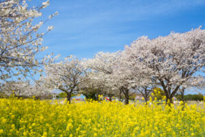 海の中道海浜公園の桜の写真