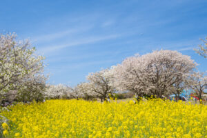 海の中道海浜公園の桜の写真
