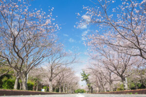海の中道海浜公園の桜の写真