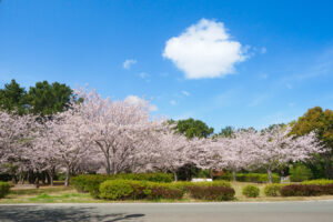 海の中道海浜公園の桜の写真