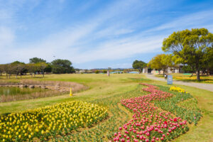 海の中道海浜公園のチューリップの写真