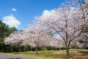 海の中道海浜公園の桜の写真