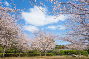 海の中道海浜公園の桜の写真