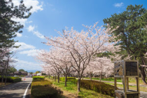 海の中道海浜公園の桜の写真