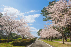 海の中道海浜公園の桜の写真